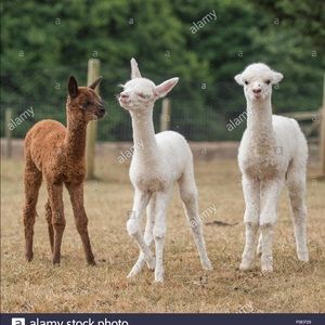 Meet your Posher, Greg